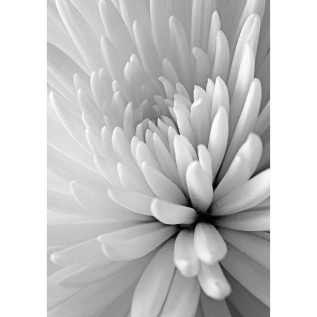 Color sample Chrysanthemum close up - (192,8 x 260,5 cm) 5,022m²
